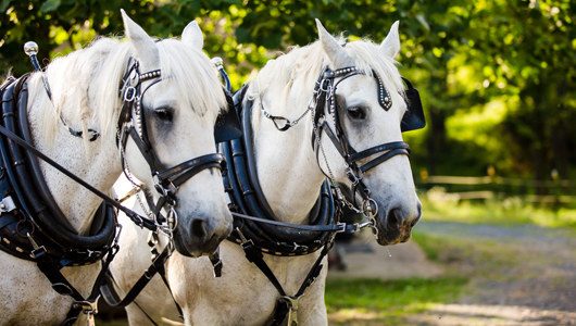Circle M Carriages